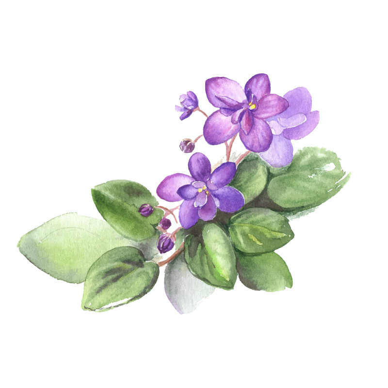 Winston Porter Nuri Watercolor Violet Flowers by Anna Suprunenko